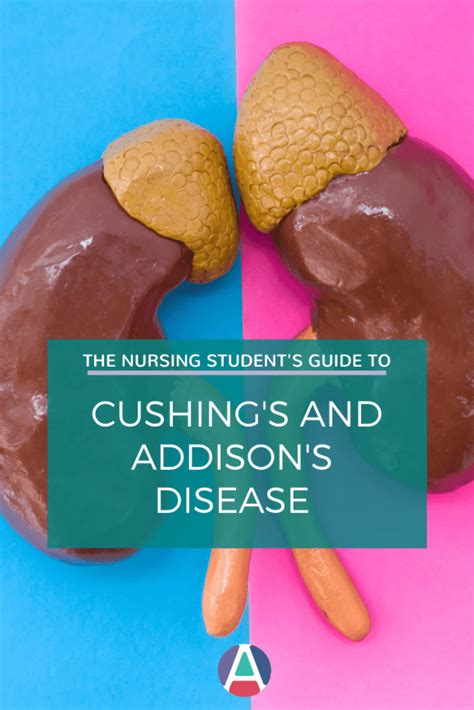 Nursing Student Guide To Addisons And Cushings Disease Straight A