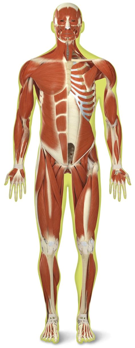 Human Body Muscles Names If You Are Going To Perform Weight Training