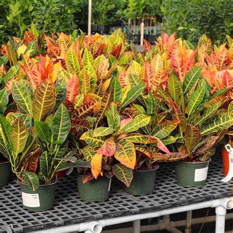 Croton Petra Plants For Sale