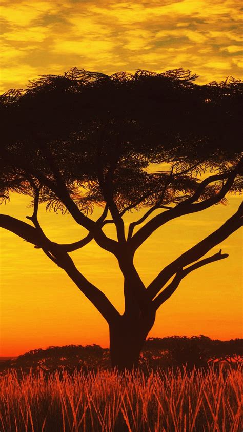 1080x1920 1080x1920 Sunset Nature Hd Tree For Iphone 6 7 8