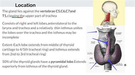 Anatomy Of Thyroid Gland Detailed Locationparts And Relations 13