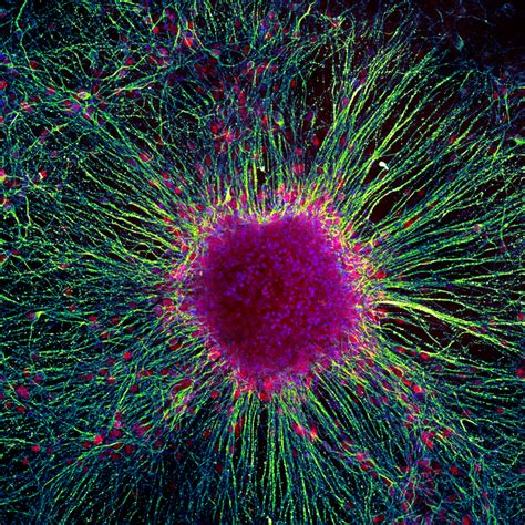 A Dimmer Switch For Human Brain Cell Growth Eurekalert