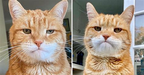 Meet Marley The Permanently Disappointed Cat Who Looks Like He Is