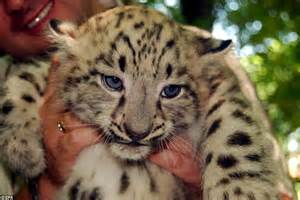 Snow Leopards Of Afghanistan Survived 30 Years Of War Only To Face A