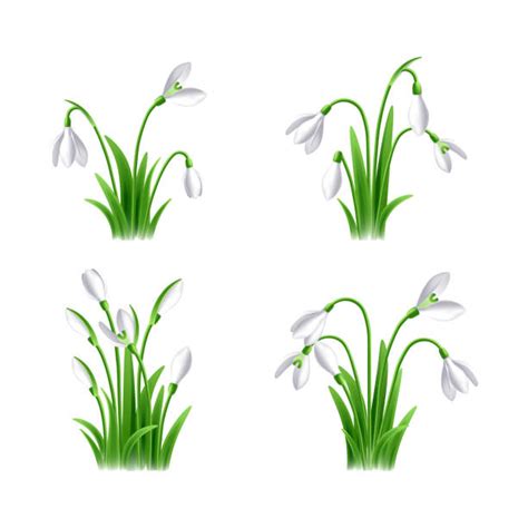 Snowdrop Illustrations Royalty Free Vector Graphics And Clip Art Istock