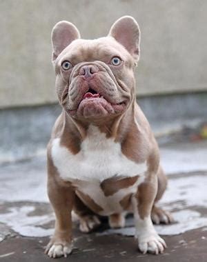 Read our french bulldog buying advice page for information on this dog breed. Rare French Bulldog Colors - Frenchie World Shop