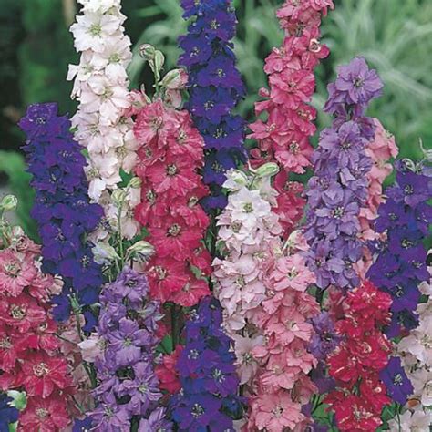 Flower Larkspur Giant Imperial Mix 100 Seeds Annual Delphinium