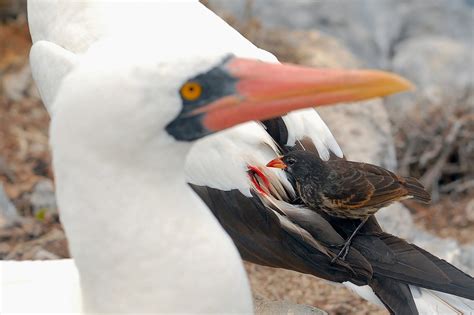 The Vampire Birds Of The Galápagos Have Fascinating Inner Lives The New York Times