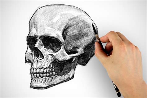 Skull Side View Drawing At Getdrawings Free Download