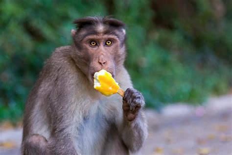 Monkey Eating Icecream Photos Download The Best Free Monkey Eating