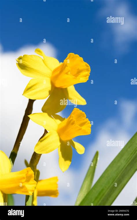 Daffodils Outdoors Against A Blue Sky With White Clouds From Below In