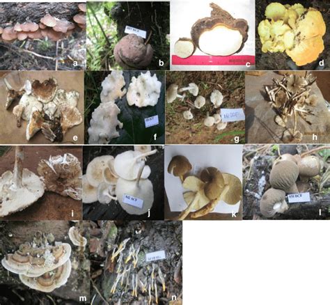 Edible And Medicinal Mushrooms Known And Utilized By Inhabitants In