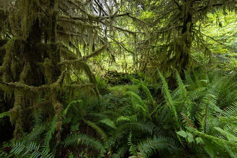 Hoh Rain Forest Olympic Peninsula Washington State Usa