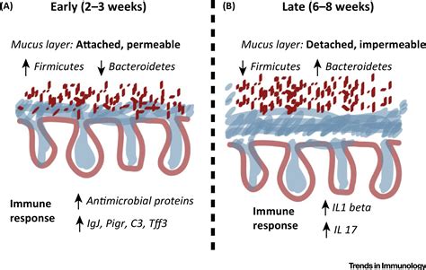 The Intestinal Mucus Layer Comes Of Age Trends In Immunology