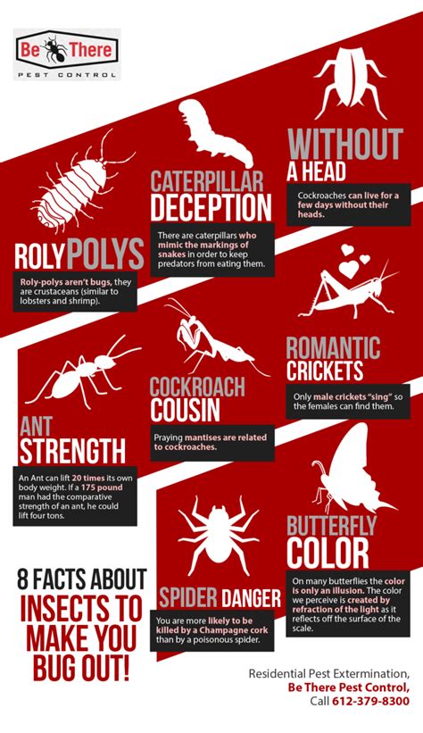 8 Facts About Insects To Make You Bug Out Shared Info Graphics