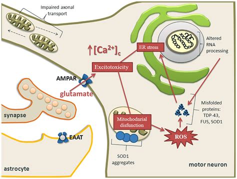 Frontiers The Er Mitochondria Calcium Cycle And Er Stress Response As