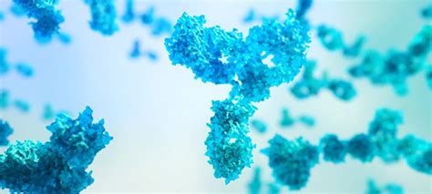 ¿quÉ Es Un Anticuerpo Monoclonal