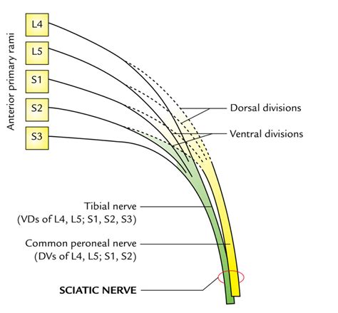 Sciatic Nerve Earths Lab