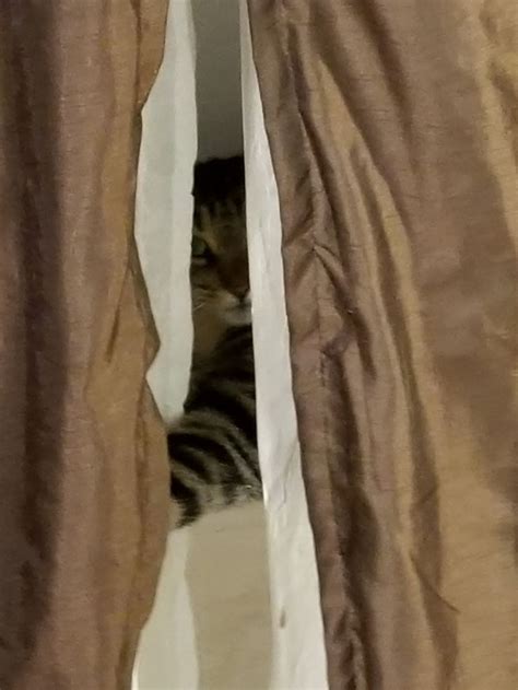Cat Peeking Out From Behind Curtains Smithsonian Photo Contest