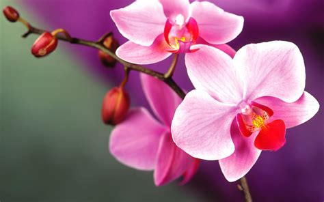 Orchid Flowers Wallpaper 35255212 Fanpop