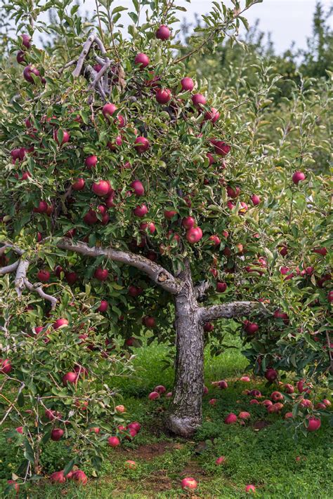 Pink Lady Apple Tree For Sale Buying And Growing Guide