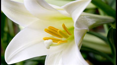 Caring For Your Easter Lilies Youtube