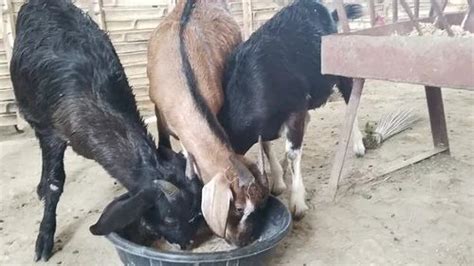 Black Bengal Female Goat Meat At Rs 320kg In Patna Id 2850782082312