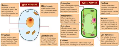 Functions Of Plant Cell Parts
