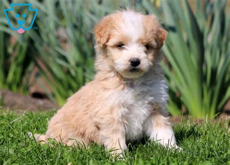 Find bernedoodle puppies for sale and dogs for adoption. Trucker | Bernedoodle - Mini Puppy For Sale | Keystone Puppies