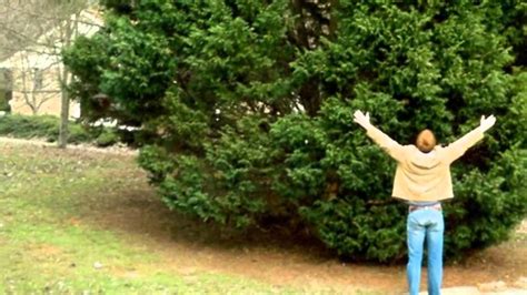 This hybrid is the result from a cross between the monterey cypress, from which leylands get their fast growth speed, and. *Leyland Cypress* +Grown+Christmas Trees @ Clemson ...