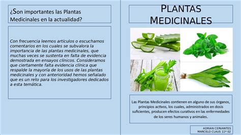 Calaméo Plantas Medicinales