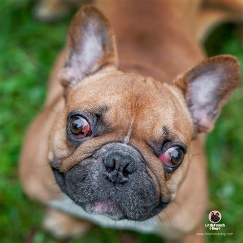 Is It Normal For French Bulldogs To Have Red Eyes