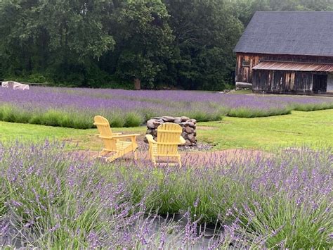 500000 For Lavender Products An Untraditional Take On New Hampshire