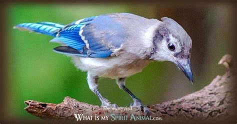 Bluejay Symbolism And Meaning Bluejay Spirit Totem And Power Animal