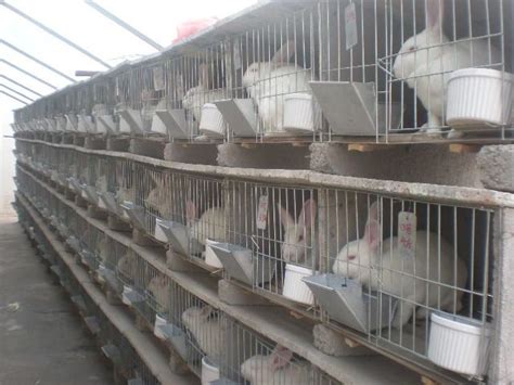 plan the best rabbit colony setup housing meat rabbits in a colony meat rabbits rabbit cages