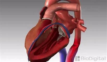 Heart Animation Congestive Medical Failure Disease Attack