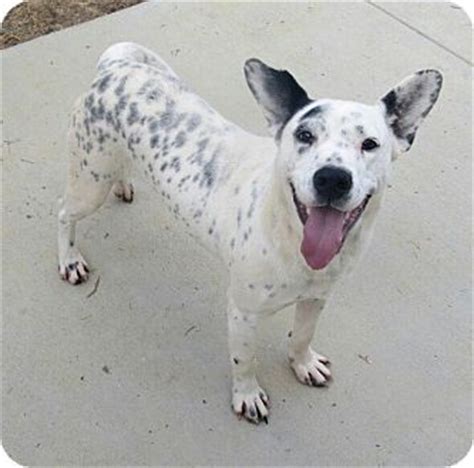 Links going to dogs mixed with the australian cattle dog with dog information and pictures. Virginia Beach, VA - Dalmatian/Blue Heeler Mix. Meet ...