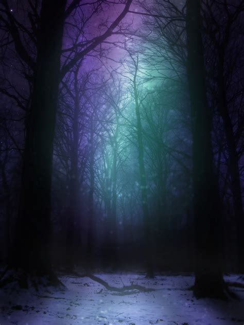 Aurora Woods At Night Free Stock Photo Public Domain Pictures
