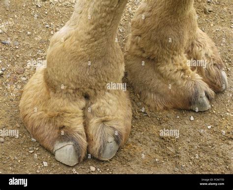 Camel Hooves Stock Photo 93872449 Alamy