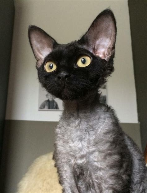 Pin On Devine And Devilish Devon Rex Cats