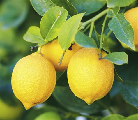 Planting Lemon Trees | Daltons