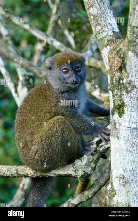 Gray Bamboo Lemur Lemurs Island Andasibe Madagascar Stock Photo Alamy
