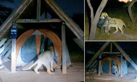 Lion Caught On Video Sneaking Into Campers Tents In Botswana Wildlife Safari Park Daily Mail