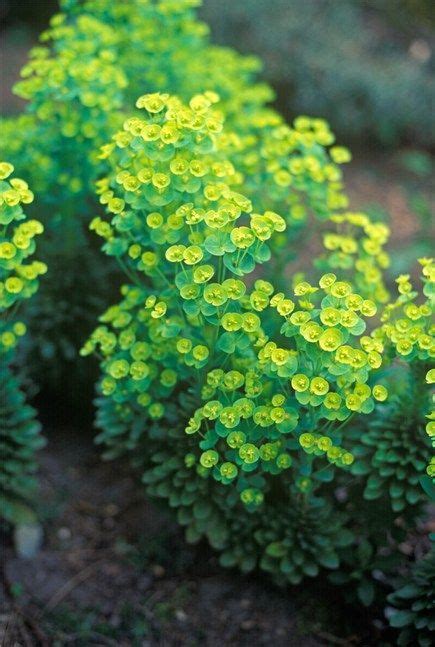 Lime Green Ground Cover With Yellow Flowers Ground Cover And Shrubs