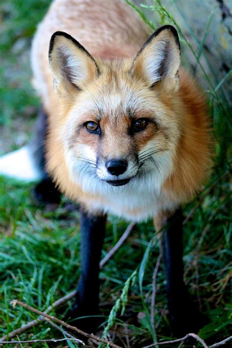 Wolf Park Vet School Red Fox Tumblr Wild Taxonomy Cute Animals
