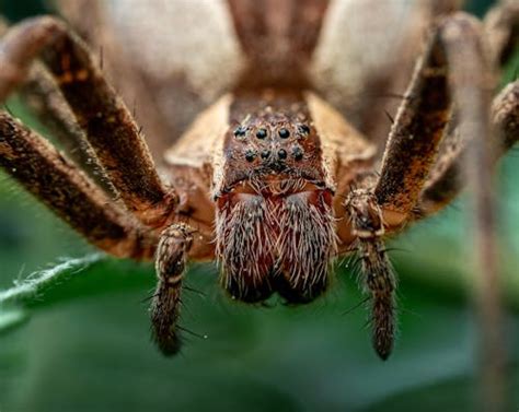 Brazilian Wandering Spider Photos Download The Best Free Brazilian