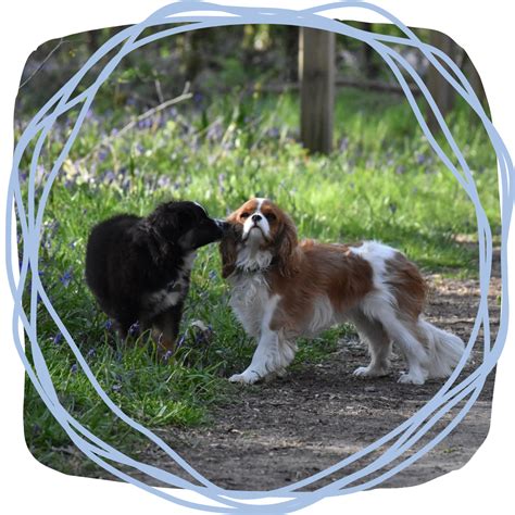 Balades Collectives Un Jour Mon Chien Educateur Canin