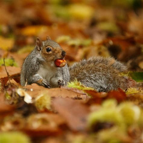 Grey Squirrel With Chestnut In Autumn Leaves Photograph By Izzy