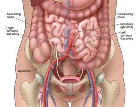 Chapter 3 anatomy the anatomy of the et system is related to function and developmental anatomy and is associated with the high rate of otitis fastest abdominal insight engine. Abdominal Anatomy Surface - Surface Anatomy of the abdominal viscera and abdominal ... : © © all ...