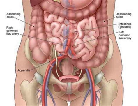 The abdominal divisions should be used in conjunction with other diagnostic approaches in order to accurately diagnose a patient's condition. tiesworksjpg human organs which can be found beneath ...